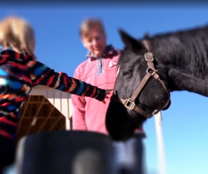 Equine Assisted Learning